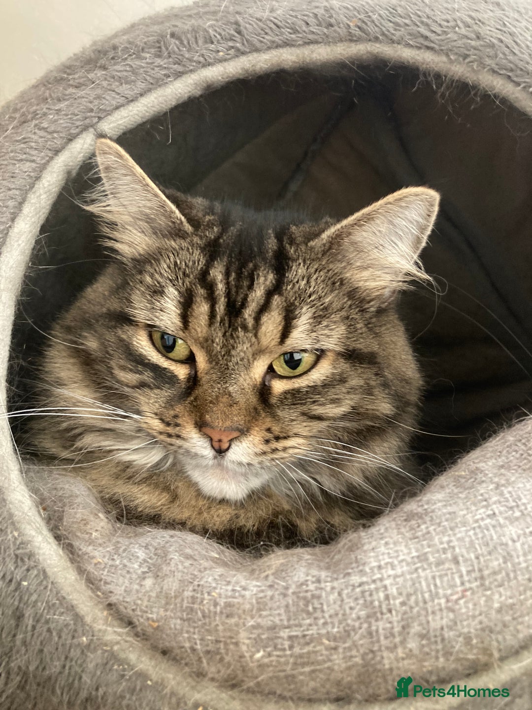 Mixed Breed cats for sale: Two 5 year old cats looking for new home - Image 1