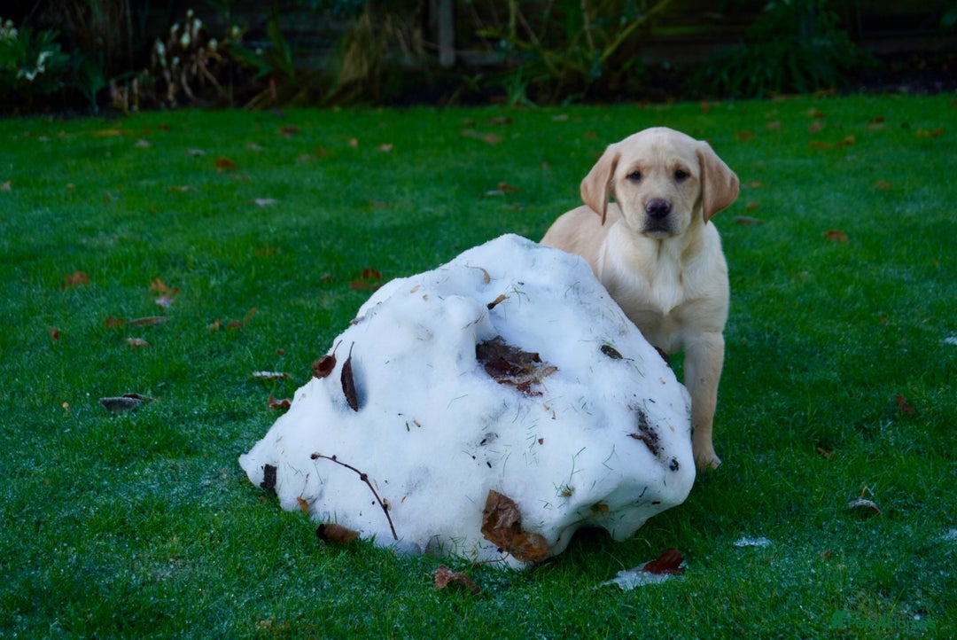 Labrador Retriever dogs for sale: Last Black Girl Available  - Advert 12