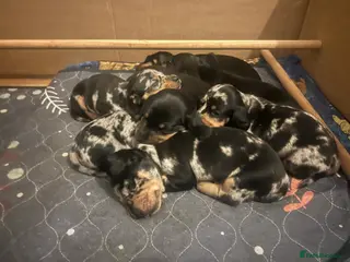 Miniature Dachshund dogs Ready now, one dapple girl black girl, black boy - Advert 2