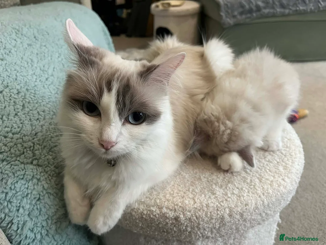 Ragdoll cats for sale: Adorable pure ragdoll babies for 5* homes - Advert 2
