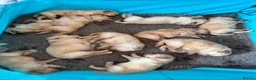 Golden Retriever dogs for sale: Golden Retriever Puppies  - Advert 11