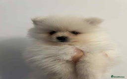 Pomeranian dogs for sale: Pomeranian Puppy  - Image 6