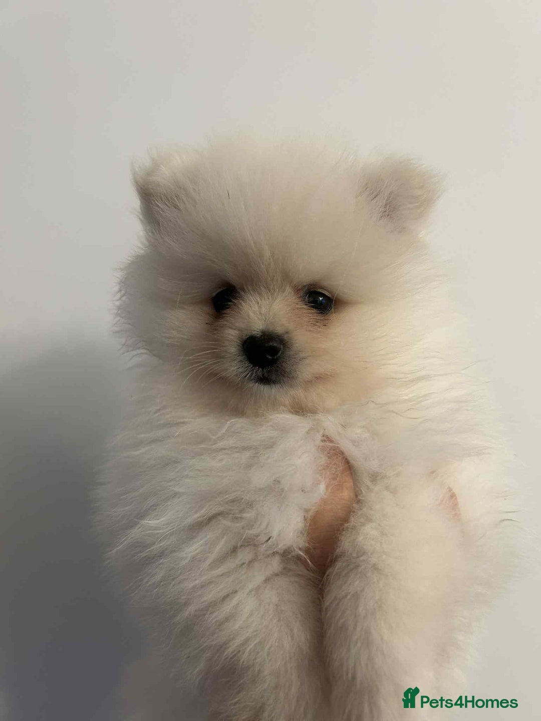 Pomeranian dogs for sale: Pomeranian Puppy  - Image 6