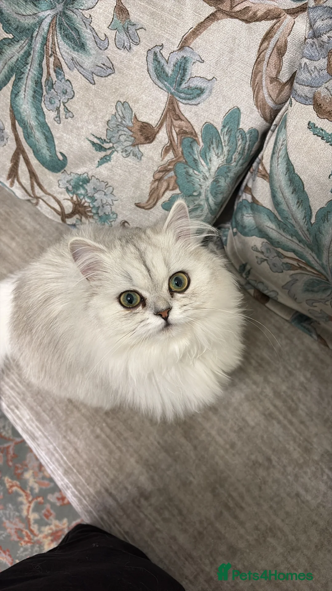 Persian cats for sale: Persian kittens  - Advert 1