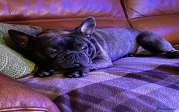 French Bulldog dogs for sale: French Bulldog  - Image 4