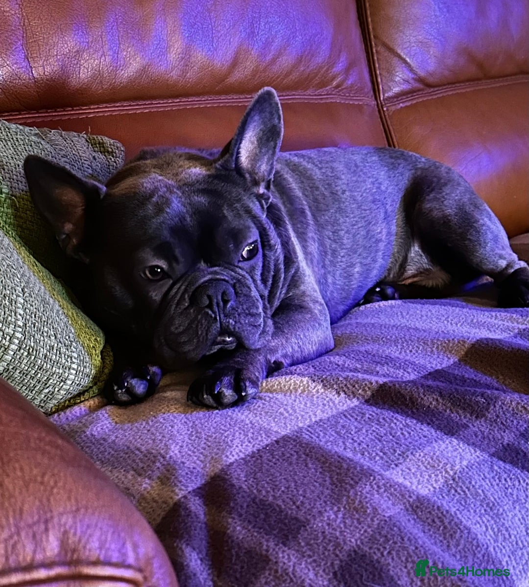 French Bulldog dogs for sale: French Bulldog  - Image 4