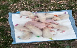 Ferret rodents for sale: Albino ferret kits  - Image 12
