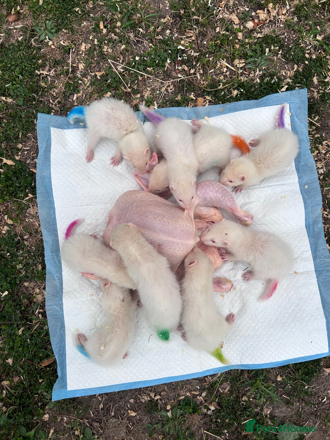 Ferret rodents for sale: Albino ferret kits  - Image 12
