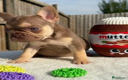 French Bulldog dogs for sale: Miss White X Kastro  - Image 10