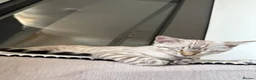 Bengal cats for sale: Beautiful TICA Registered Snow Bengal Kitten in London - Advert 5