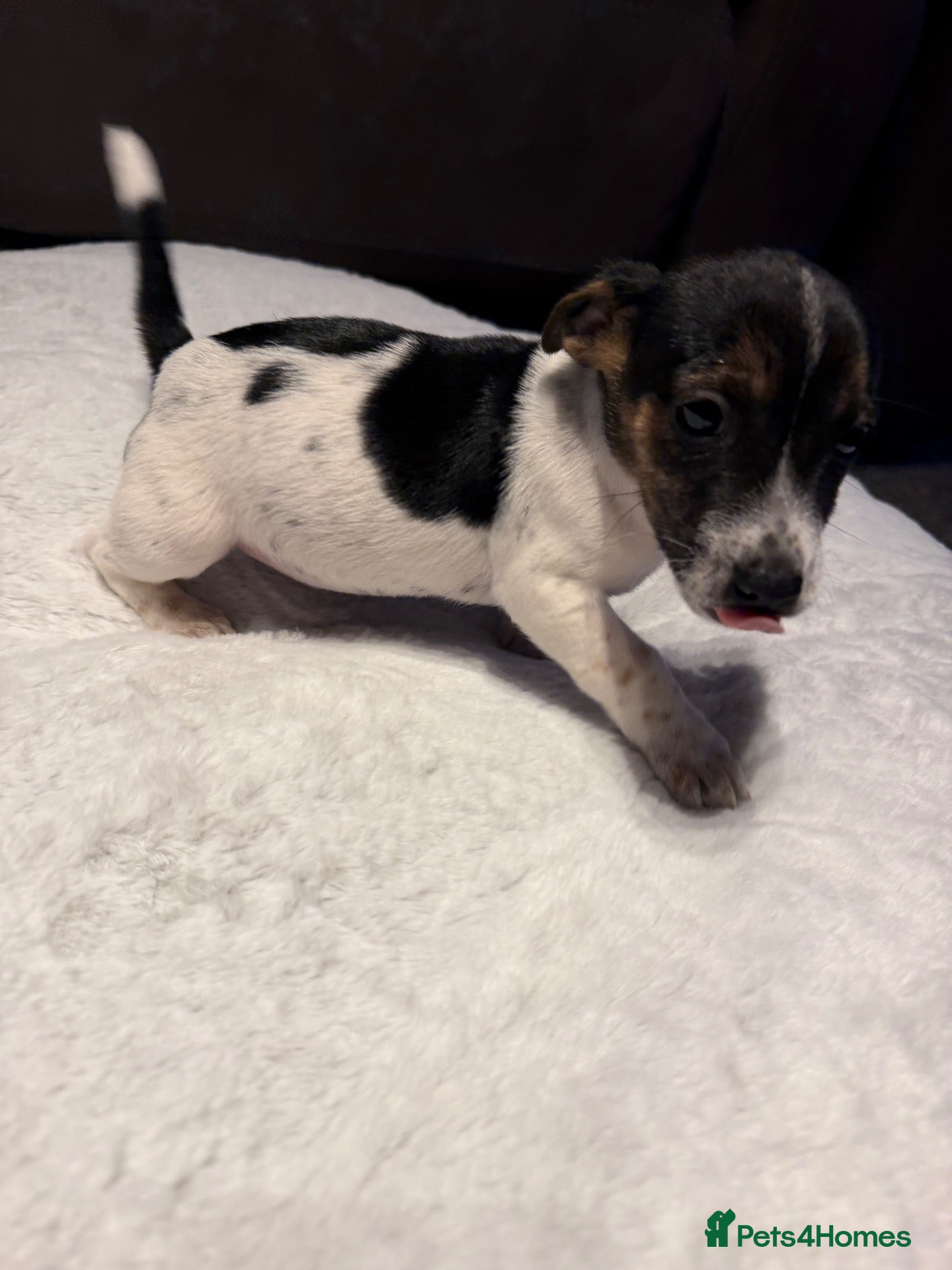 Jack Russell dogs Short legged Jack russells - Advert 1
