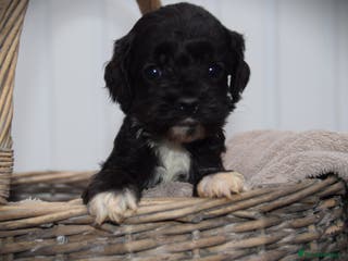 Cockapoo dogs American cockapoos (yankydoodles) - Advert 3