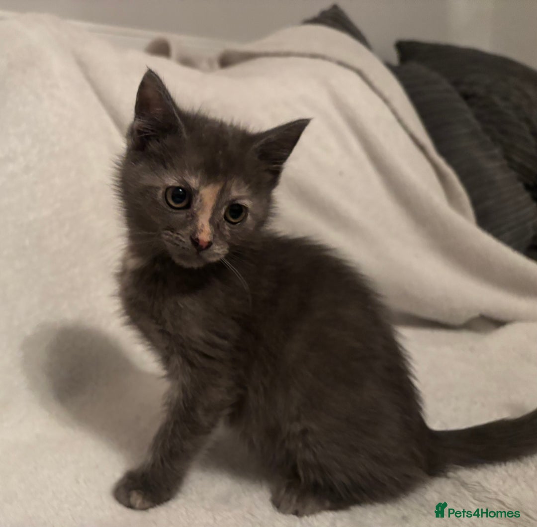 Mixed Breed cats for sale: Mainecoon cross kittens - Advert 4