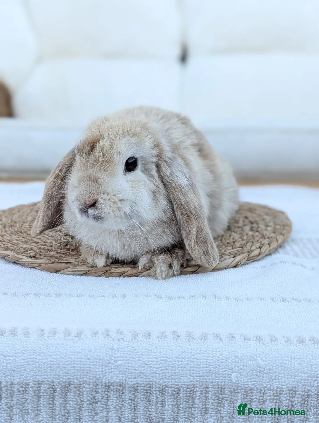 Mini Lop rabbits for sale: Harlequin Mini Lop - Advert 2