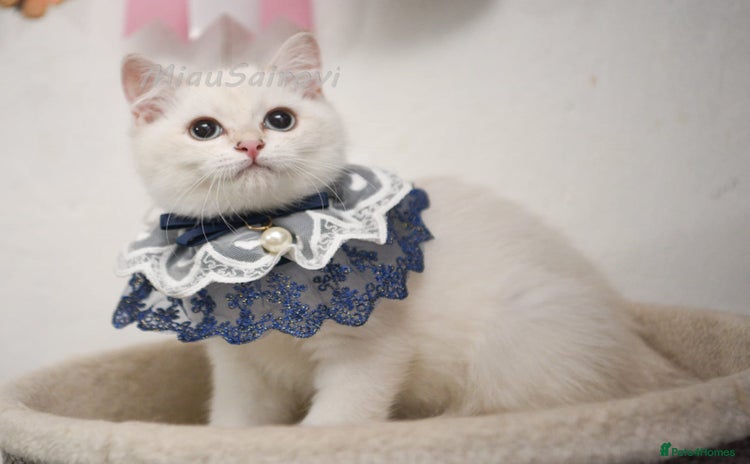 British Shorthair cats - Advert 4