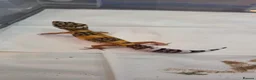 Gecko reptiles for sale: Leopard gecko for sale  - Advert 6
