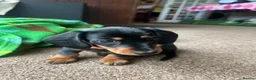 Miniature Dachshund dogs for sale: 🐾 MINIATURE DACHSHUND PUPPIES SHORT HAIRED - Advert 5