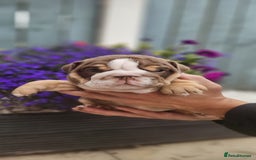 English Bulldog dogs for sale: English bull dogs  - Image 4
