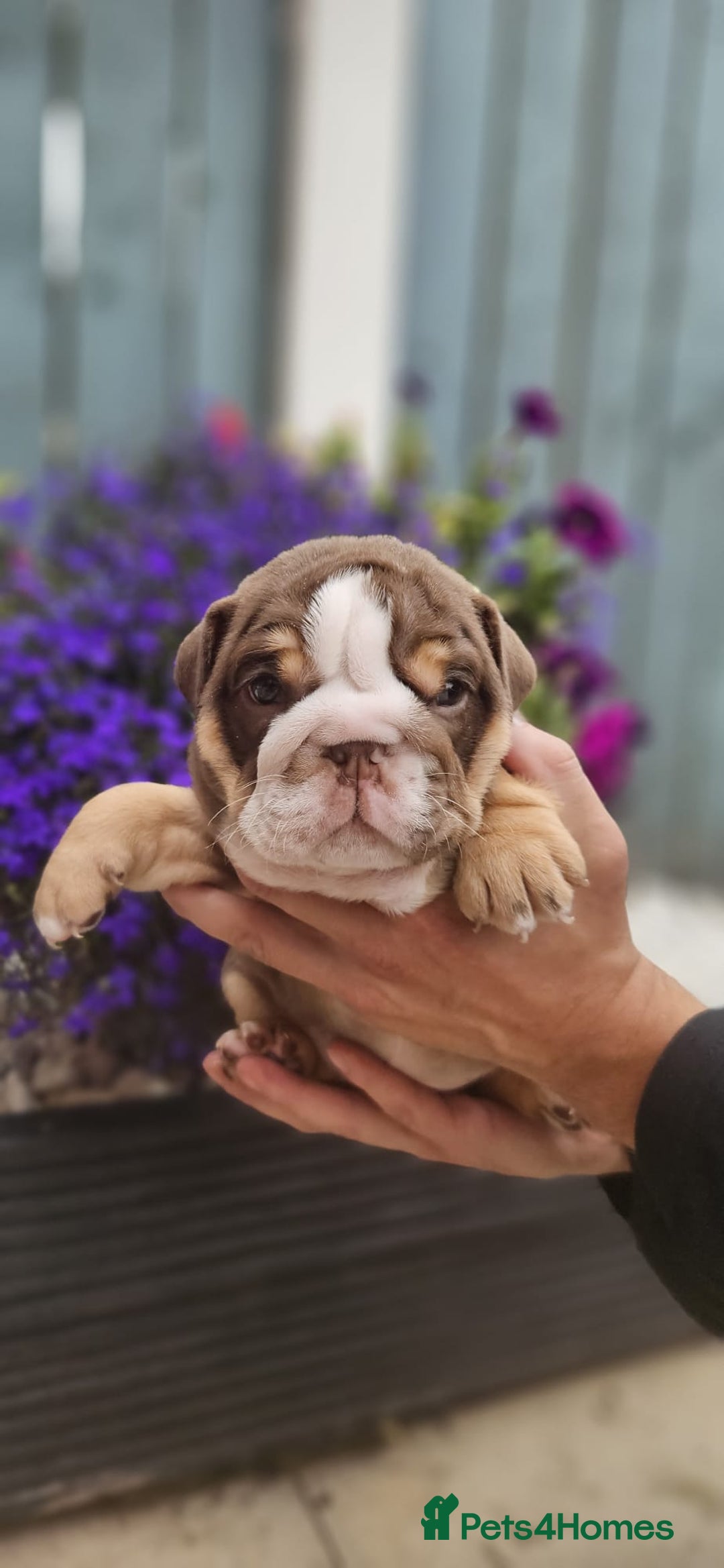 English Bulldog dogs for sale: English bull dogs  - Image 4