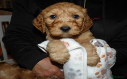 Cockapoo dogs for sale: Cockapoo F2 Puppies - Image 6