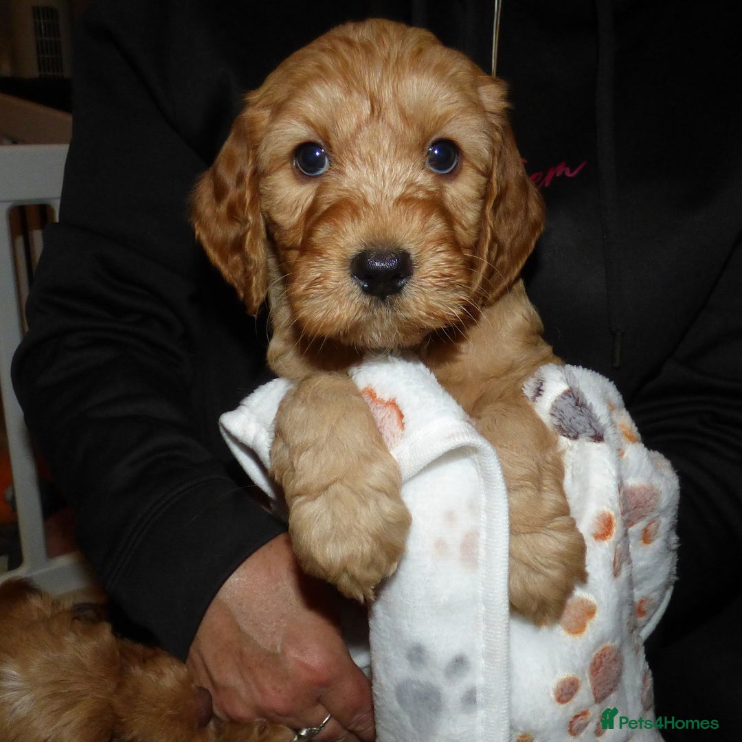 Cockapoo dogs for sale: Cockapoo F2 Puppies - Image 6