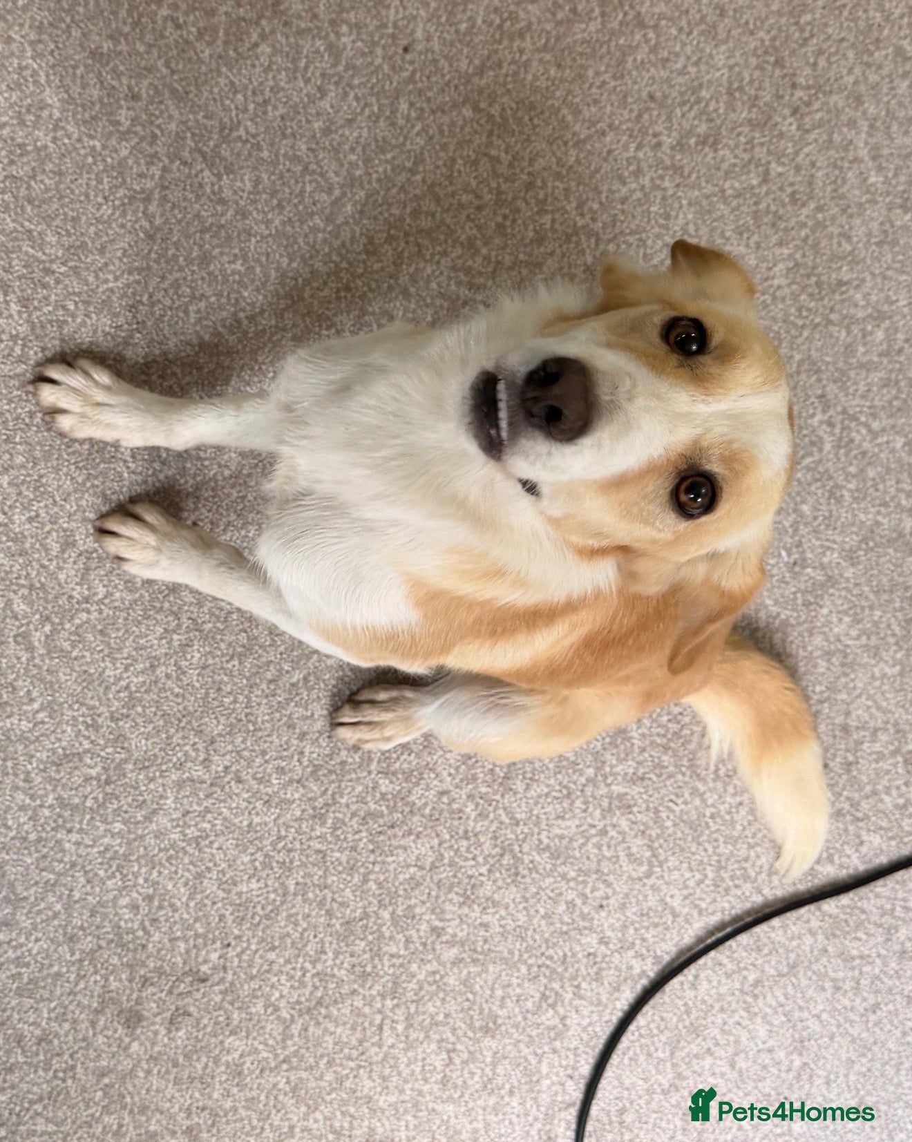 Sprollie dogs Amazing loving collie x spaniel  - Advert 10