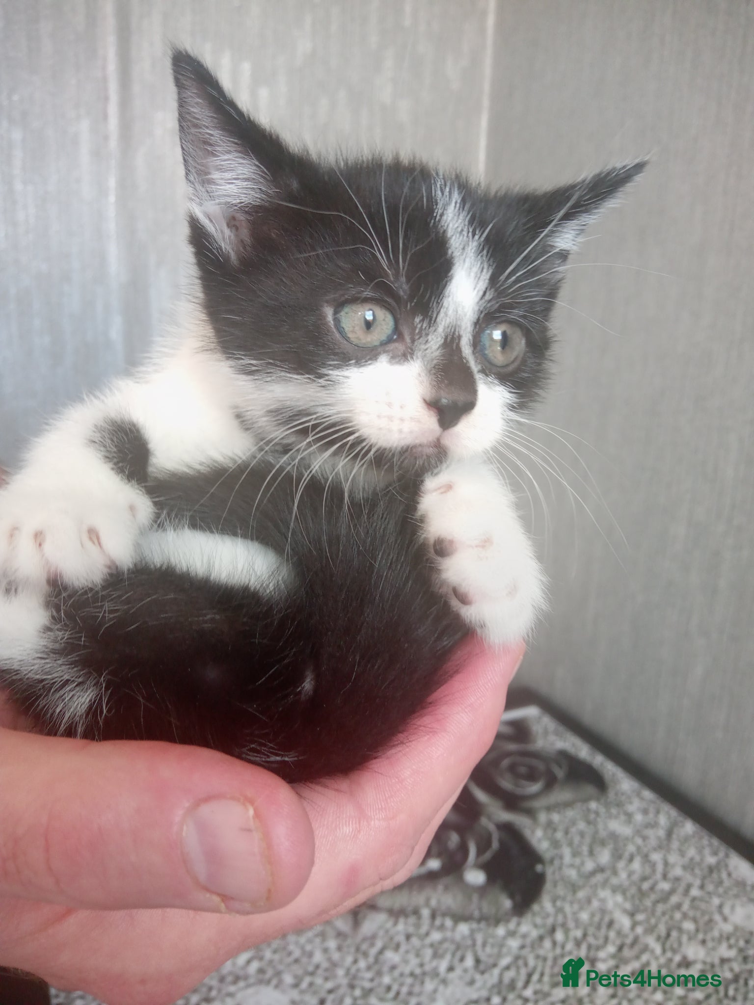 Mixed Breed cats 3 beautiful kittens looking for forever homes - Advert 16