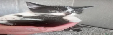 Mixed Breed Kitten 2