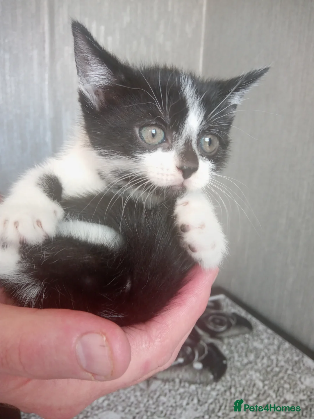 Mixed Breed cats for sale: 3 beautiful kittens looking for forever homes - Advert 2