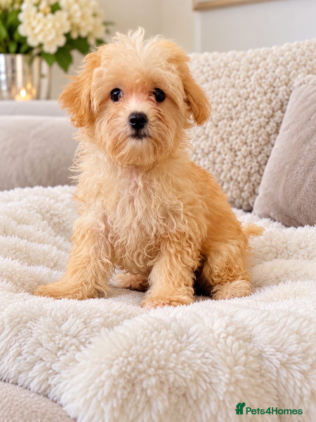 Maltipoo dogs Beautiful Asian maltipoo puppies  - Advert 1