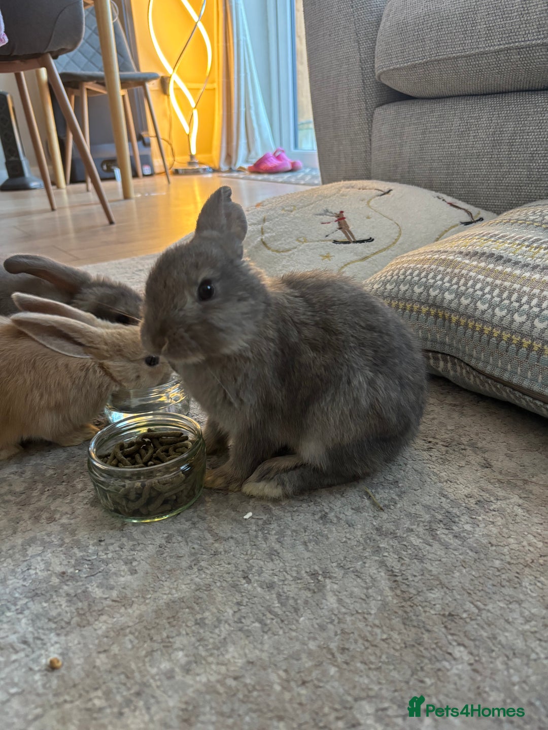 Mini Lop rabbits for sale: 2 grey mini lip boys  - Image 10