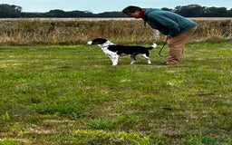 Mixed Breed dogs for sale: Willow is looking for a new home - Image 4
