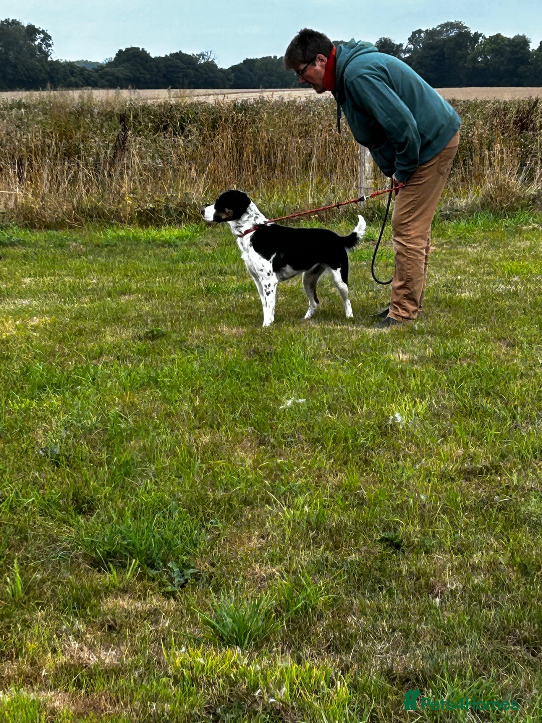 Mixed Breed dogs for sale: Willow is looking for a new home - Image 4