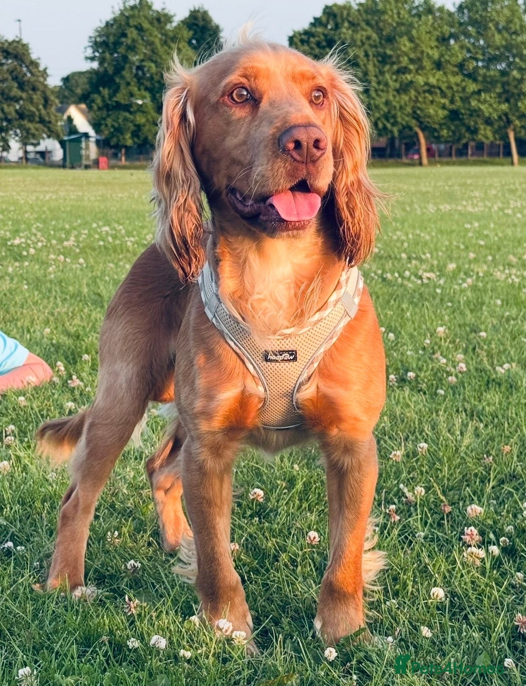 Cocker Spaniel dogs for sale: Working Cocker Spaniel Puppies - Advert 23