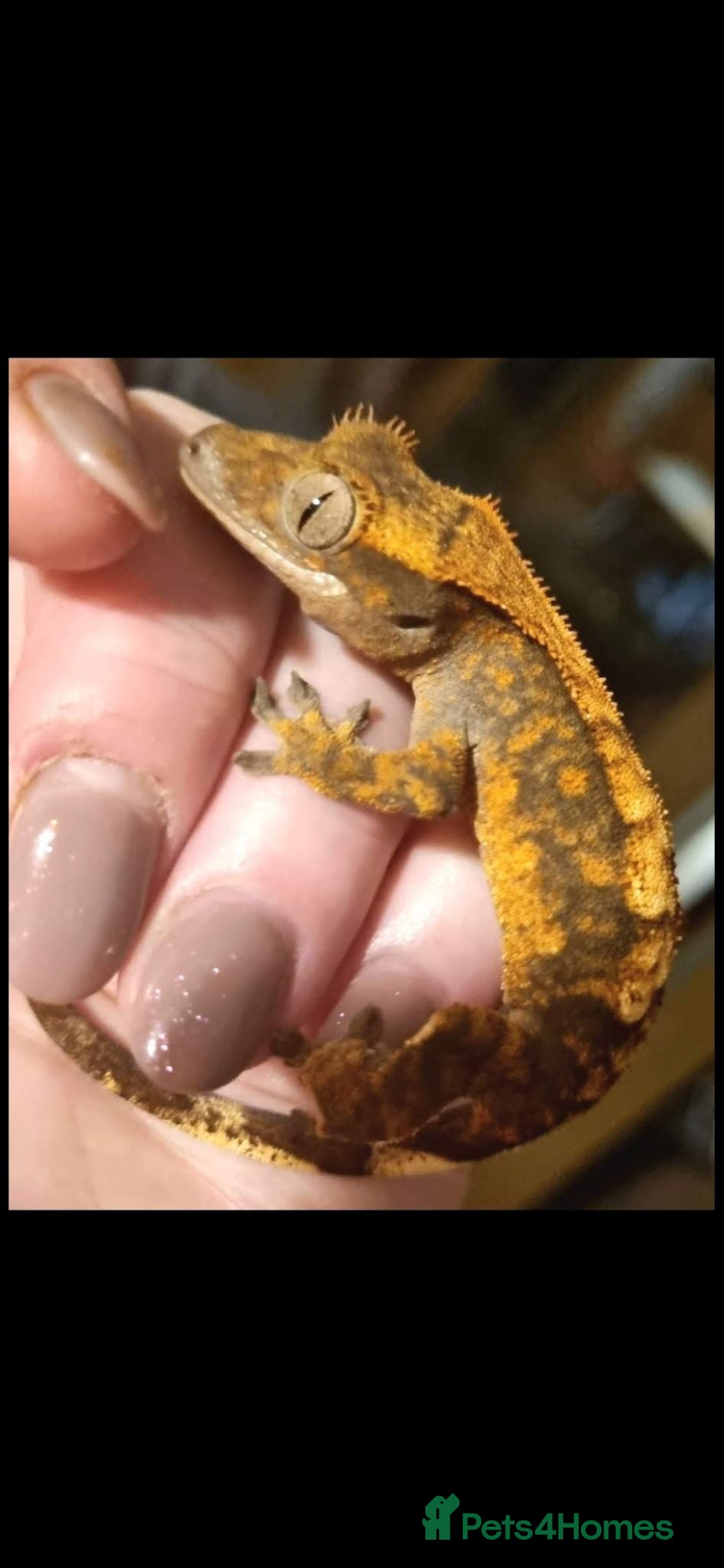 Gecko reptiles Crested geckos  - Advert 1