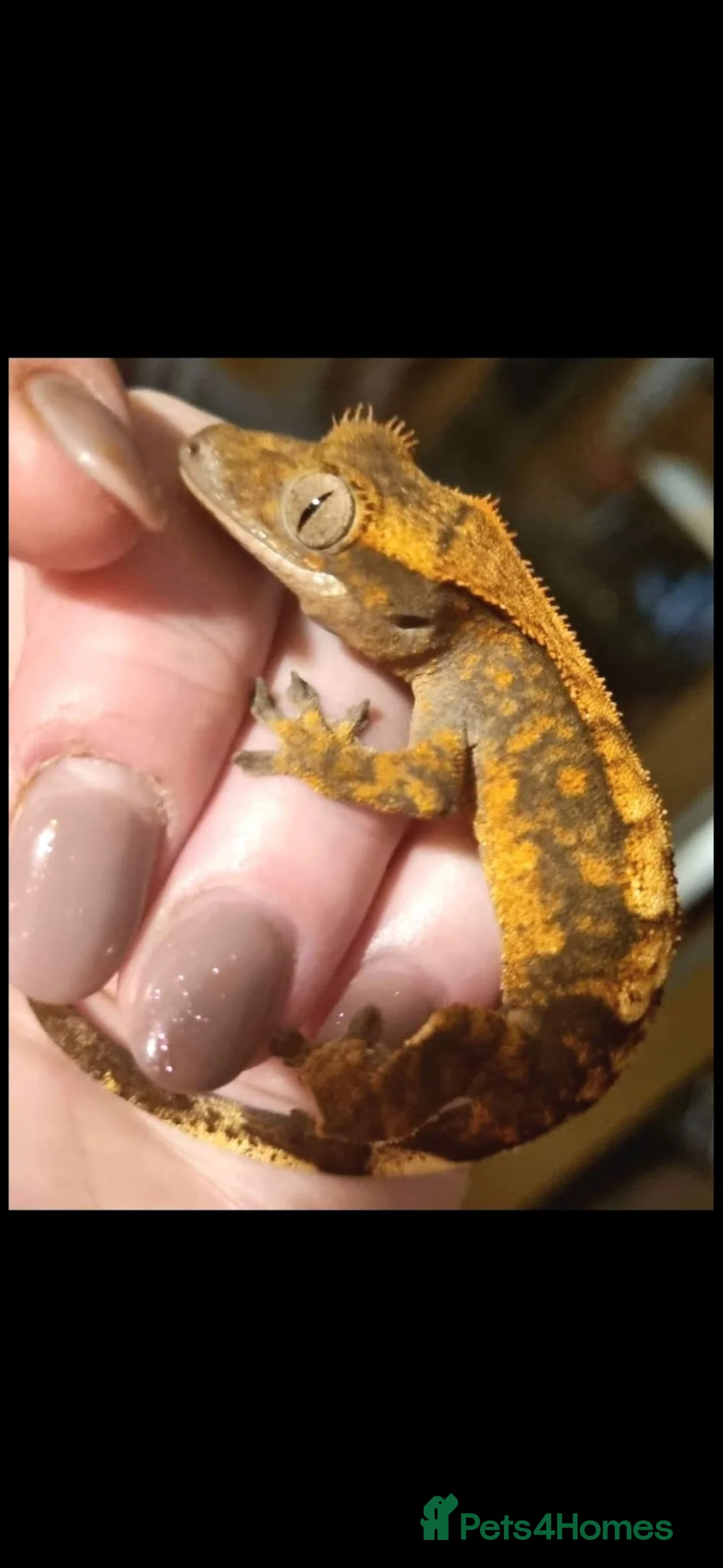 Gecko reptiles for sale: Crested geckos  - Advert 1