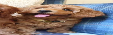 Cotonoodle 3