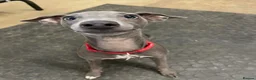 Italian Greyhound dogs for sale: Beautiful, affectionate Italian Greyhound in Wetherby - Advert 12