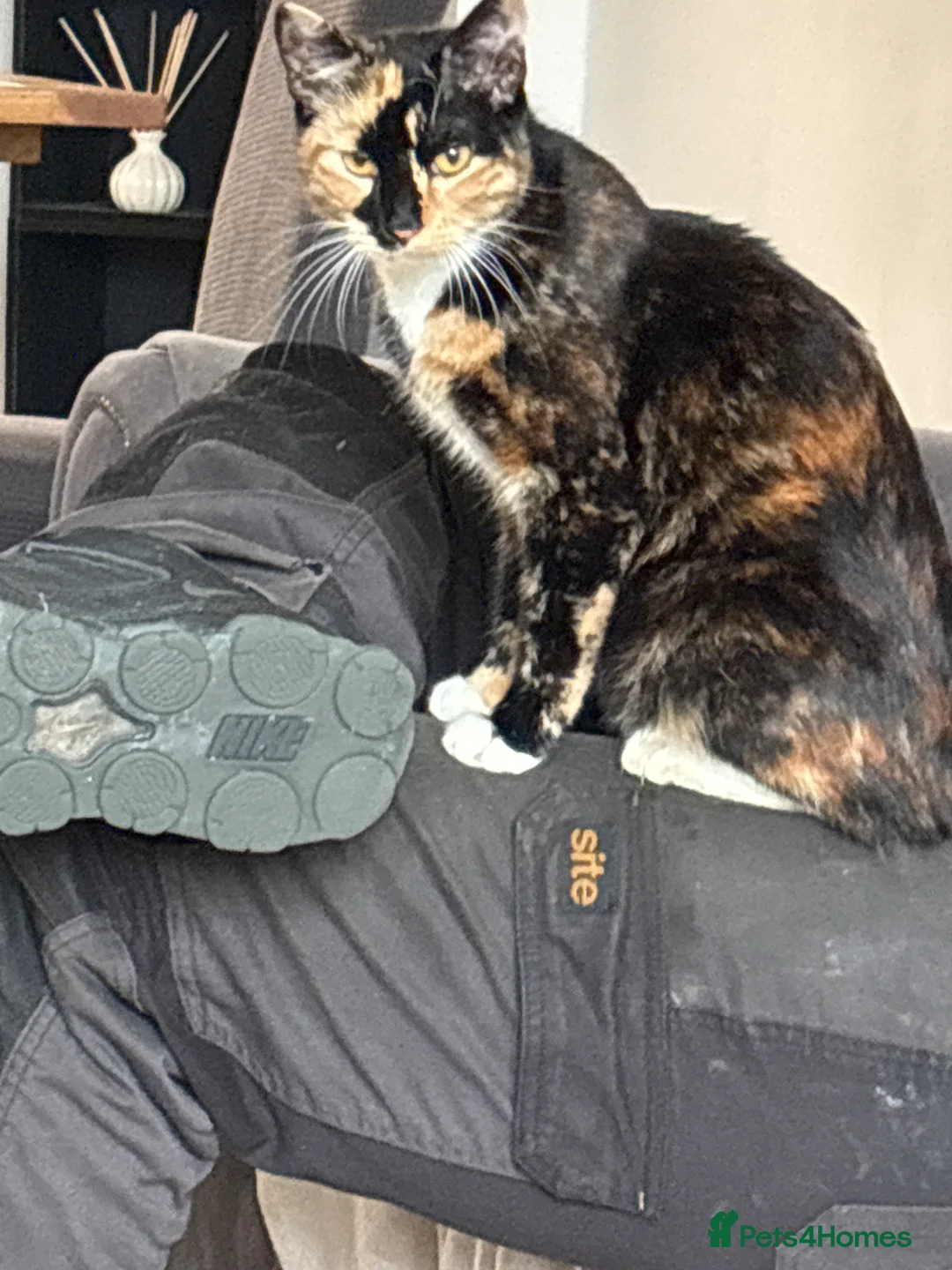 Mixed Breed cats for sale: Miss  in Manchester - Advert 1