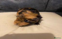 Guinea Pig rodents for sale: Female piggies  - Image 2