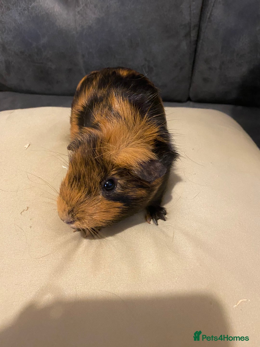 Guinea Pig rodents for sale: Female piggies  - Image 2