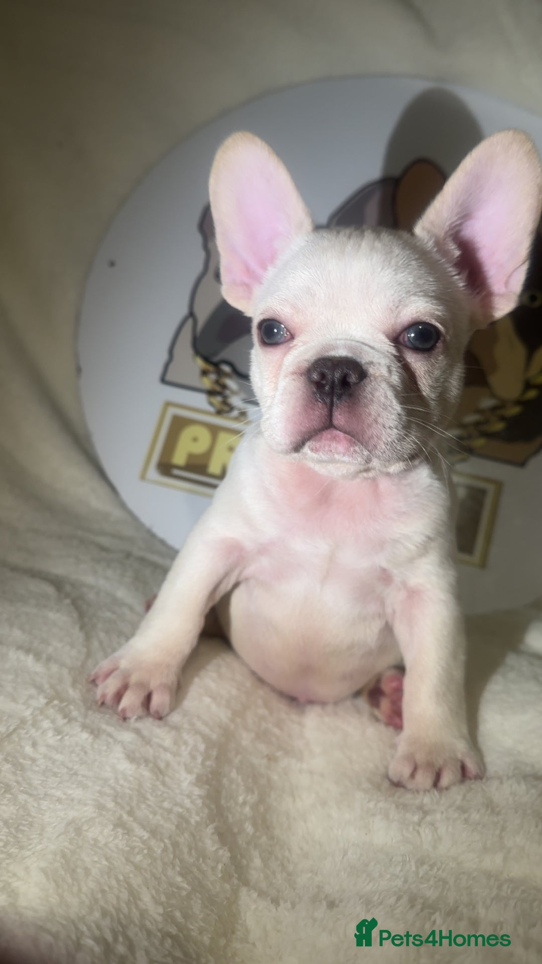 French Bulldog dogs for sale: French Bulldog puppies for sale - Image 15