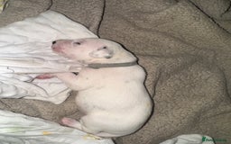 Dalmatian dogs for sale: PEDIGREE Dalmatian Puppies ready by 19th December  - Image 13