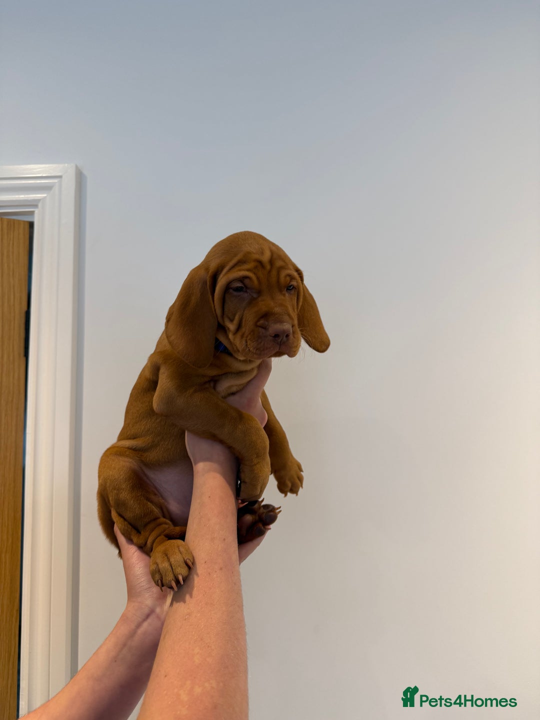 Hungarian Vizsla dogs for sale: KC regarding Hungarian Vizsla puppies - Image 35
