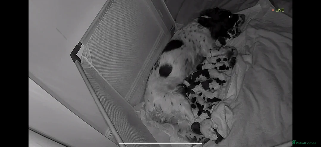 English Springer Spaniel dogs for sale: Final 2 Boys Available from Litter of 11 - Advert 9