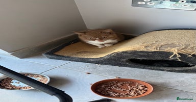British Shorthair cats - Advert 13