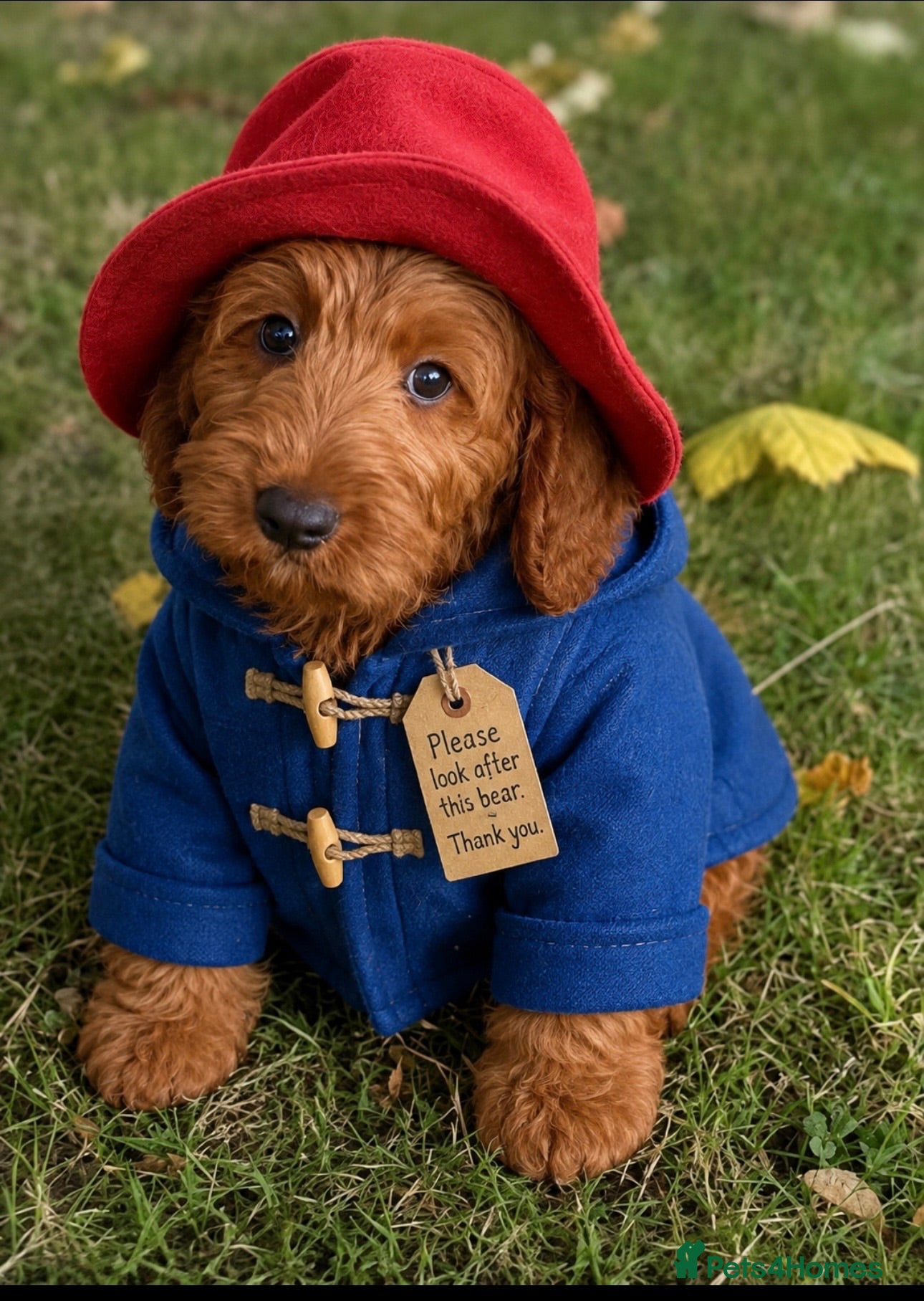 Cavapoo dogs 🥇TOP QUALITY F1 CAVAPOO PUPPIES READY TO LEAVE! - Advert 6