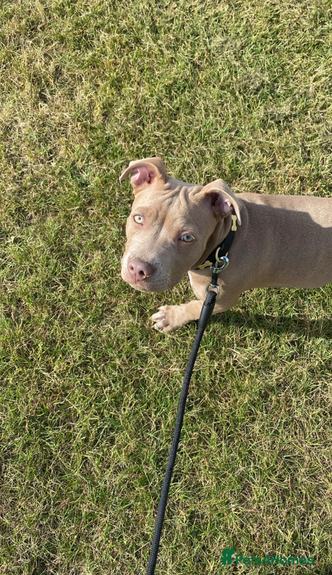 Staffordshire Bull Terrier dogs for sale: Stunning female staffy puppy for sale  in Folkestone - Advert 2