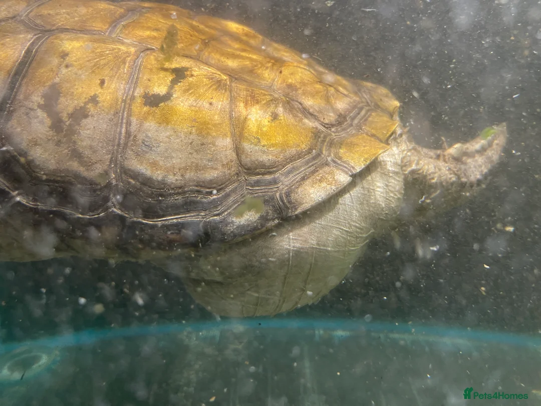 Turtle reptiles for sale: Common Snapping Turtle - Advert 11