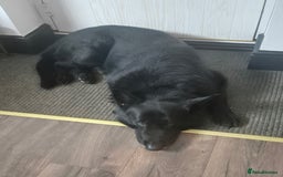 German Shepherd dogs for sale: Male German shepard for rehome - Image 2